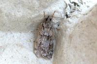 Scoparia