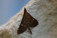 Dolicharthria punctalis
