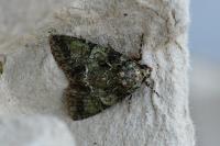 Polyphaenis sericata