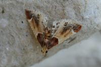 Pyralis farinalis