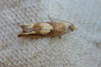 Eucosma conterminana