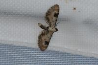 Eupithecia centaureata