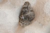 Alcis repandata