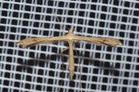 Stenoptilia