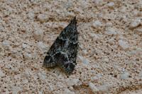 Eudonia mercurella