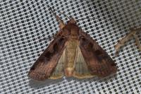 Xestia ditrapezium