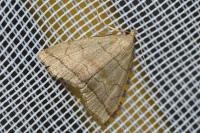 Herminia tarsicrinalis