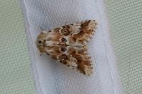 Eremobia ochroleuca