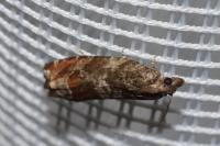 Ancylis achatana