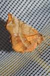 Selenia dentaria