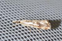 Catoptria falsella
