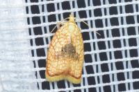 Acleris forsskaleana