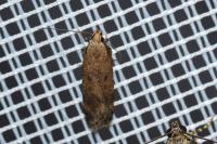 Pexicopia malvella