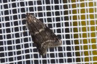 Assara terebrella