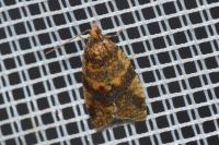 Epagoge grotiana