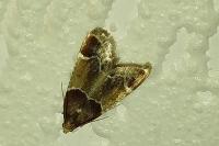 Pyralis farinalis