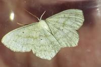 Scopula nigropunctata