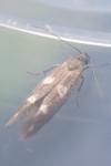Scythris scopolella