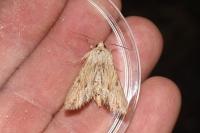 Apamea lithoxylaea