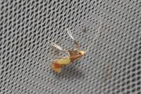 Caloptilia alchimiella/robustella
