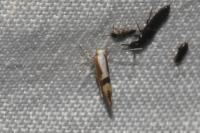 Argyresthia pruniella