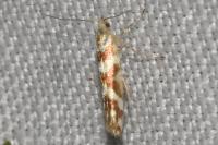 Argyresthia goedartella