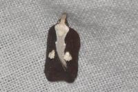 Acleris cristana