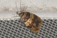 Celypha aurofasciana