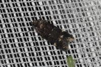 Neofriseria peliella