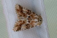 Eremobia ochroleuca