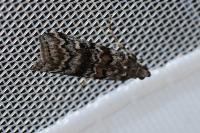 Dioryctria abietella