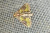 Diachrysia chrysitis