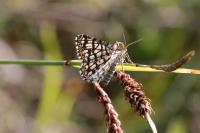 Chiasmia clathrata