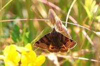 Euclidia glyphica