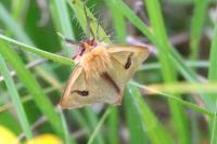 Diacrisia sannio