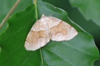 Plagodis pulveraria
