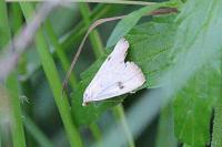 Rivula sericealis