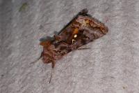 Autographa pulchrina