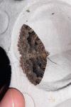 Triphosa dubitata