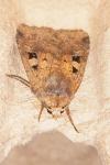 Diarsia mendica