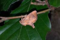 Apoda limacodes
