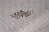 Eupithecia linariata