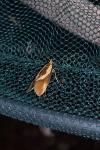 Harpella forficella