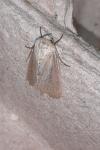 Mythimna sicula