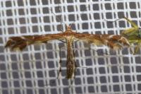 Oxyptilus pilosellae