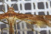 Oxyptilus pilosellae