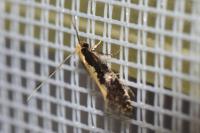 Monopis obviella