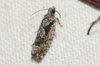 Zeiraphera isertana