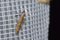 Caloptilia populetorum