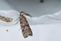 Dioryctria sylvestrella